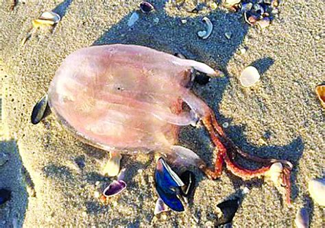 Dangerous Jellyfish Washes Up On Jersey Shore Press Enterprise Online