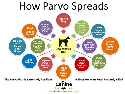 How Much Does It Cost To Treat Parvo Pawlicy Advisor