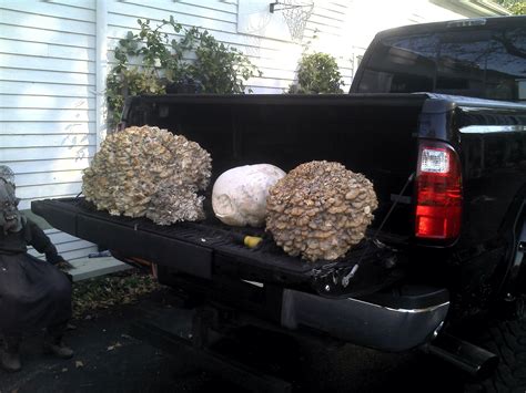 Michigan These Are Gigantic Edible Mushrooms 2 Hen Of The Woods And A