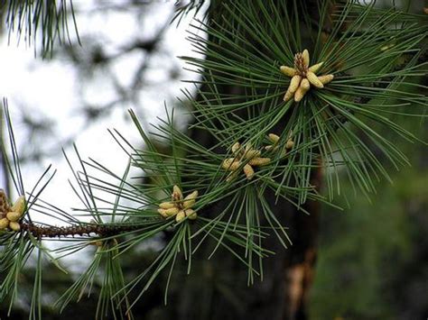Why Not To Limb Up Evergreen Trees Dengarden