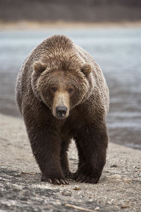 Grizzly Bear Ursus Arctos Horribilis By Matthias Breiter