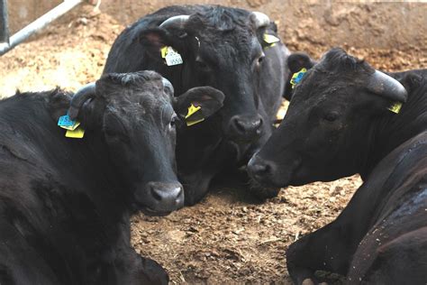 Daging lembu, kambing & ayam segar. Apa Itu Lembu Wagyu? - Rancak TV