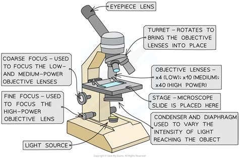 Biology Microscope Diagram Gcse Micropedia Gambaran