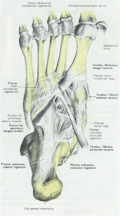 Understanding the structure of the foot is best done by looking at a. Foot Muscle And Tendon Anatomy - Anatomy Diagram Book