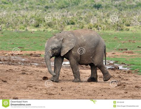 Baby Africa Elephant Royalty Free Stock Images Image