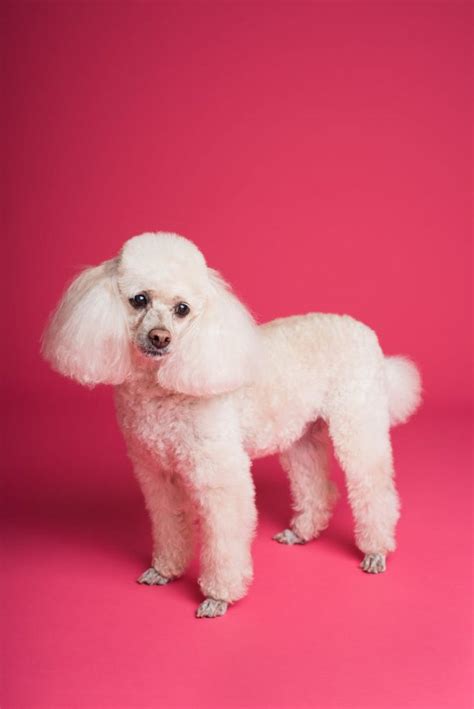 Poodle Dog Breed Standardinformation Facts And Personality Traits 1
