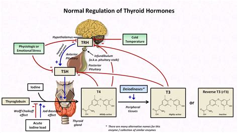 Thyroid Part 1 Thyroid Function Test Thyroid Hormones T4 T3