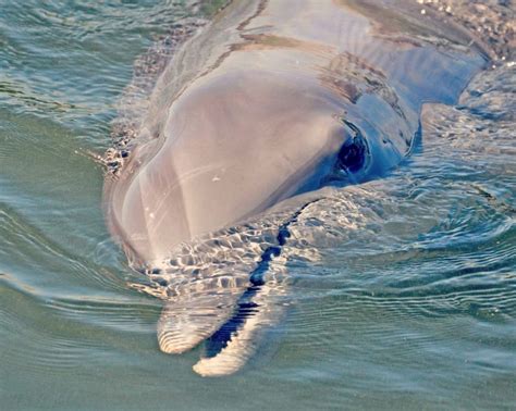 Dolphin One Of The Most Cutest Animals That Live In The