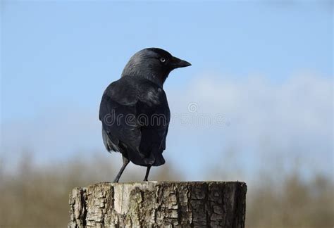 Black Crow Close Up Stock Image Image Of Close Black