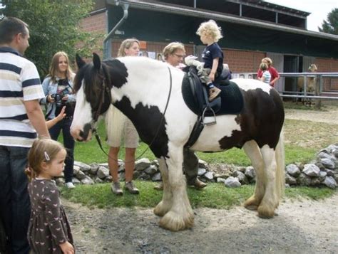 Der tinker ist eines der besten pferde (meine meinung durch meine tests) jeder sollte dieses pferd besitzen! Tinker - das Pferd der Kesselflicker - Pferdeseite TV