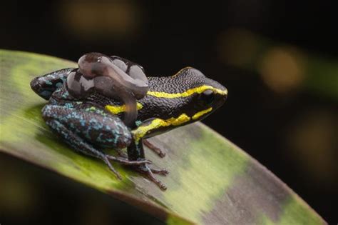 That's why they are known as indicator species (along with toads and salamanders). What Do Frogs Eat? The Answer Might Make Your Eyes Boggle ...
