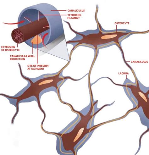 Bone Cell Human Anatomy And Physiology Anatomy And Physiology