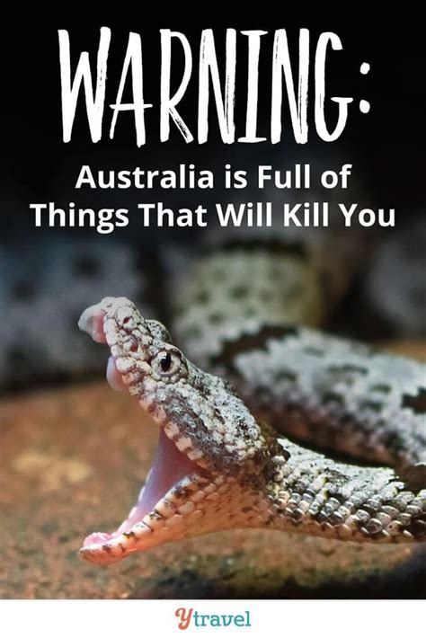 Animals In Australia That Can Kill You