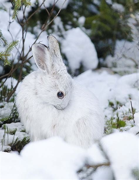 455 Best Images About Rabbit On Pinterest