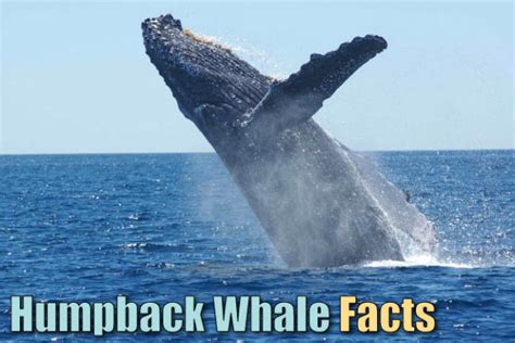 Whilst we know very little about it, what we have learned only adds to its take these unbelievable facts about antarctica for example. Humpback Whale Facts for Kids, Students & Adults. Pictures ...
