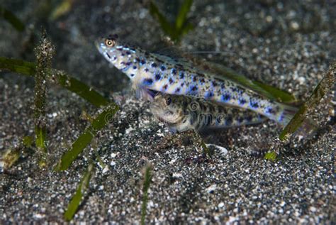 Shrimp Goby Vanderhorstia Sp Stock Image Image Of Vertebrate Ecology