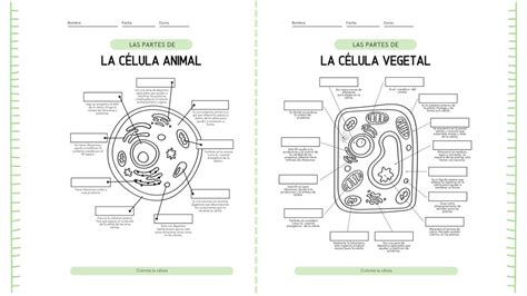 Börtön Egyenlő Benéz Nombres De Las Partes De La Celula Animal