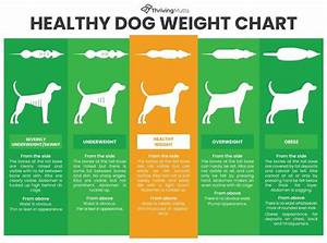Why Is My Dog So Fat How To Keep Your Dog Slim And Healthy