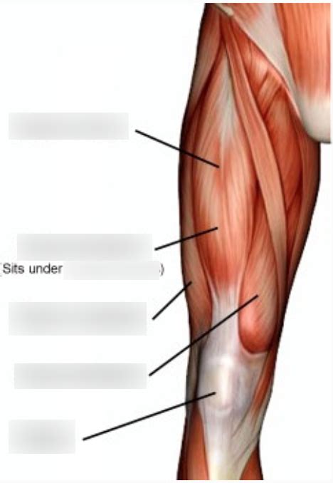 Muscle Labeling Lower Limb Legs Diagram Quizlet