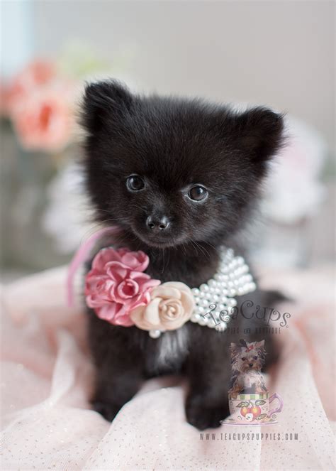 Treatment with bravecto may begin at any time of the year and can continue year round without interruption. Pomeranian Puppies and Pomeranians For Sale in South ...