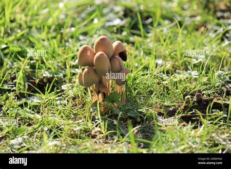 Liberty Cap Mushrooms Hi Res Stock Photography And Images Alamy