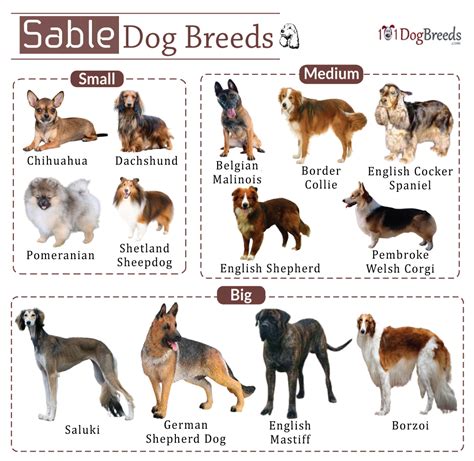 List Of Sable Dog Breeds