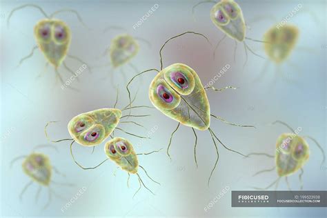 Giardia Lamblia Protozoan Parasites Digital Illustration Close Up Medical Stock Photo