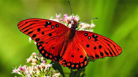 Hd Butterfly Wallpapers Wallpaper Cave