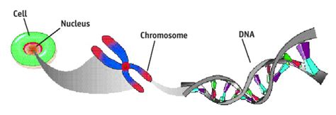 Since codominant and incomplete dominant. Genetic alteration probably refers to altering wha ...