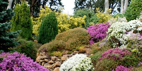 Elephant garlic is an attention grabbing addition to your garden. The best way to Raise Elephant Garlic - CRITCHFIELD ...