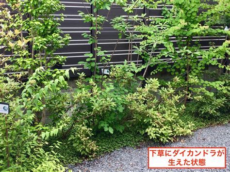 雑木の庭で夏を涼しく過ごすグリーンメンテナンス 玉野市K様 | 岡山で建材・エクステリアの事なら三井商会へ