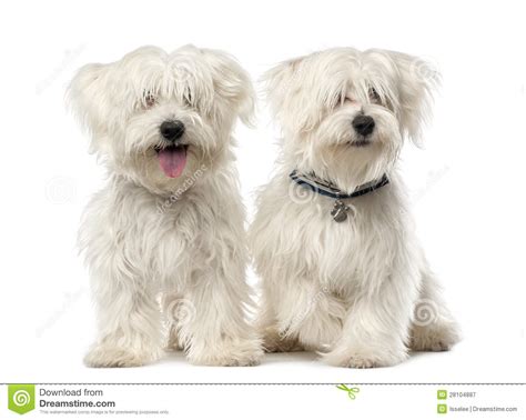 Two Maltese Dog 2 Years Old Sitting Stock Image Image Of People