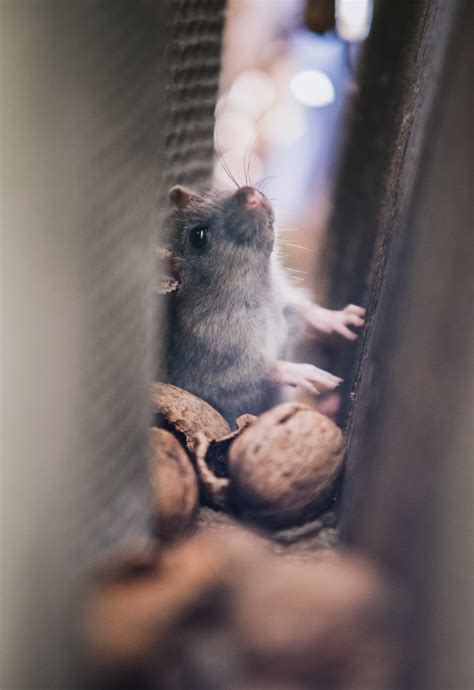 Here is some good advice on how to get rid of rats naturally. Here are the 5 warning signs of roof rats in the Phoenix metro