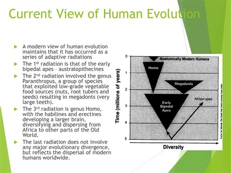 Ppt Human Evolution Powerpoint Presentation Free Download Id8582349