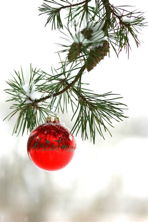 Red Christmas Decoration On Snow Covered Pine Tree Outdoors Stock Photo