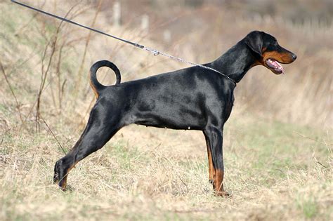 Doberman Pinscher Dog Breed Information Pictures Characteristics