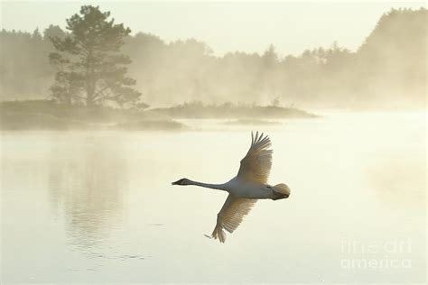 Ethereal Trumpeter Photograph By Teresa Mcgill Fine Art America