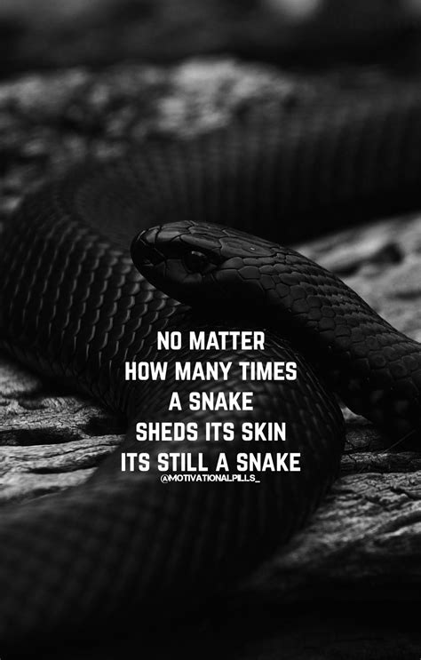 Snake Quote Quotes About People Being Snakes Quotesgram Snake