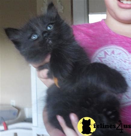Check spelling or type a new query. Ragdoll Kitten for Sale: Ultra-Rare TICA Smoke Black SOLID ...