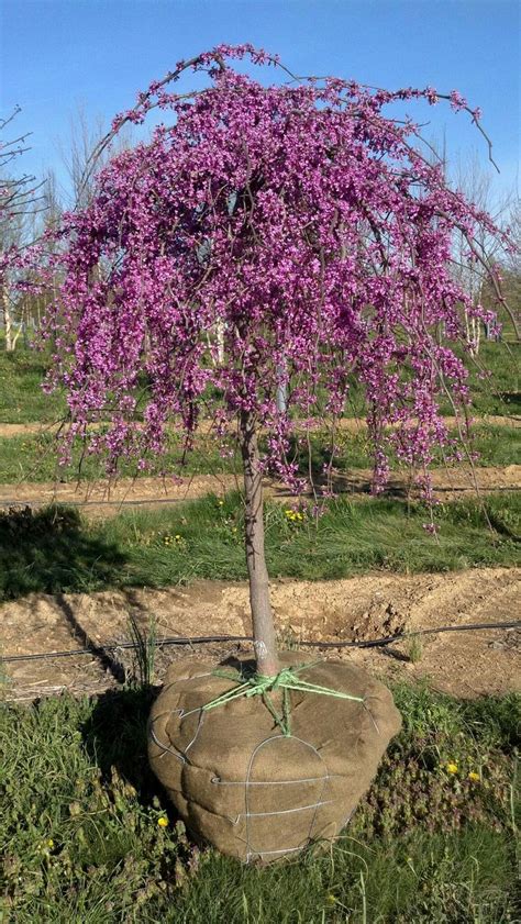 Does your answer for best dwarf flowering ornamental trees come with coupons or any offers? Cercis canadensis covey Redbud lavender twist