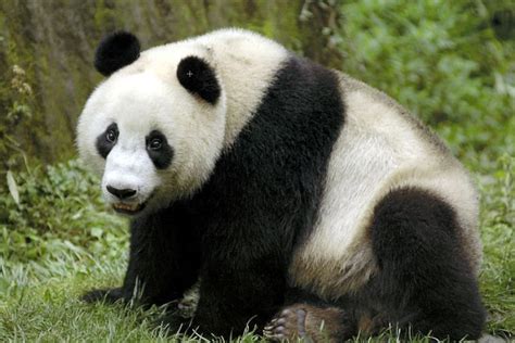 Giant Pandas As Shown Above Are Black And White Bears That Live In