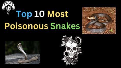 Top 10 Most Poisonous Snakes Most Venomous Snakes In The World Youtube