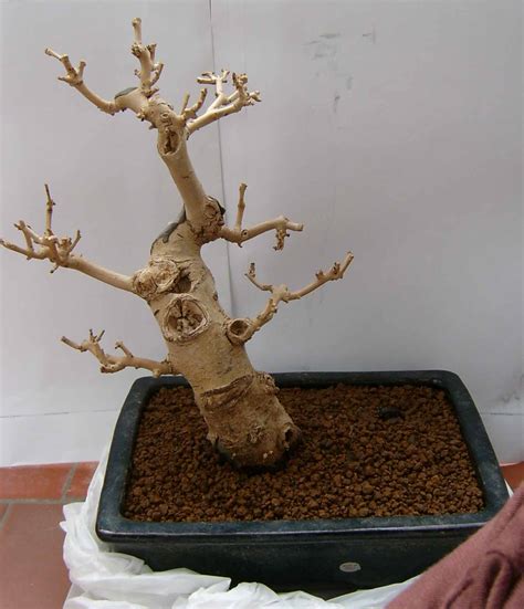 Si no sabes si tu cactus está seco, fíjate en si parece perder volumen por falta de agua almacenada y se arruga, o en con todo esto, deberías tener herramientas suficientes para poder revivir los cactus en la mayoría de casos en los que esté en peligro o, incluso, cuando parezca un cactus muerto. ¿Cómo saber si un bonsái está vivo o muerto? Fresno