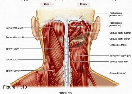 The muscular system is made up of specialized cells called muscle fibers. Muscles In The Neck And Back - slideshare