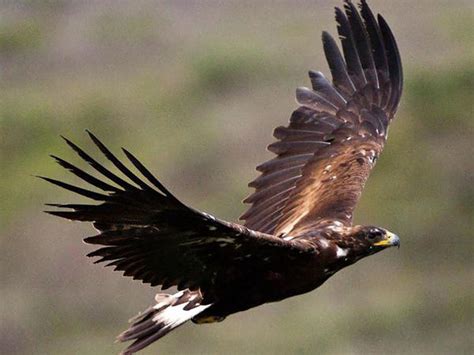 Golden Eagles Migrating North Through Skies Over Pennsylvania Heres