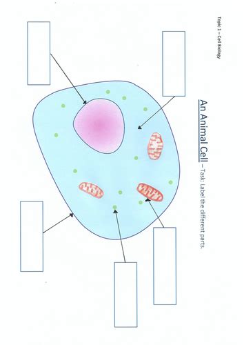 An Animal Cell Diagram To Label Teaching Resources