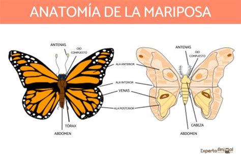 Partes De La Mariposa Resumen Y Esquema The Best Porn Website