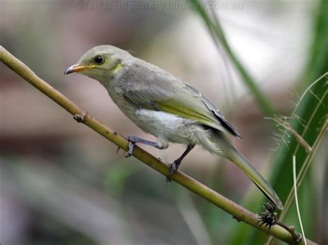 Fuscous Honeyeater Photo Image 1 Of 6 By Ian Montgomery At Au