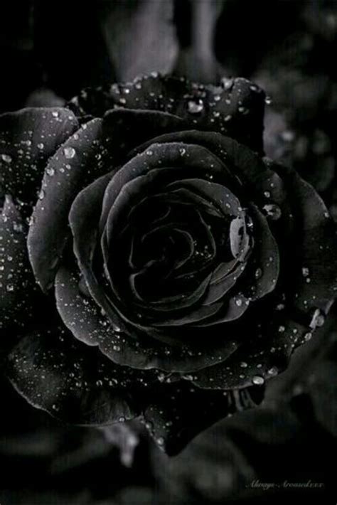 Pic On Twitter In 2020 Black Rose Rose Black Aesthetic