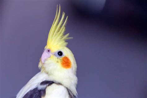 Pet Birds That Are Easy To Care For You May Be Surprised This Pet